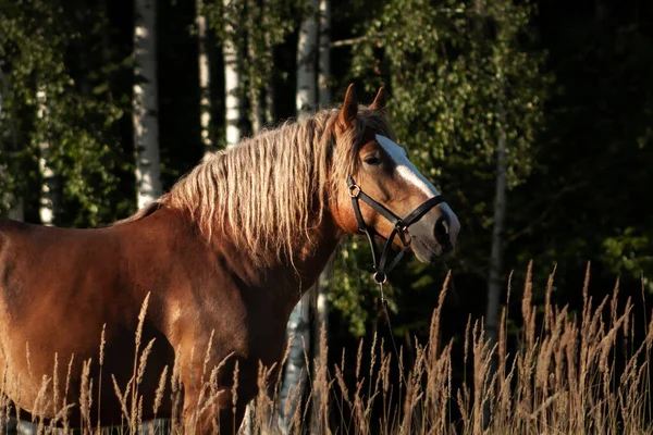 森の近くの畑に立っているポーランドの栗冷血草稿馬 動物肖像画 — ストック写真