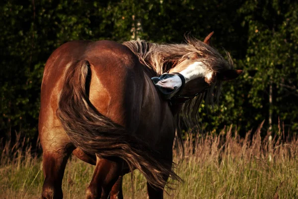 Polish chestnut cold blooded draft horse standing in the field near woods and scratching itself after flies bite. Animal portrait.