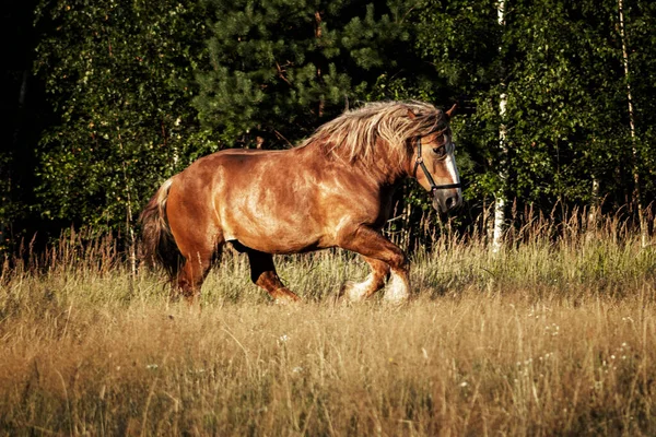 カンターを前に走るポーランドの栗冷血草稿馬 — ストック写真