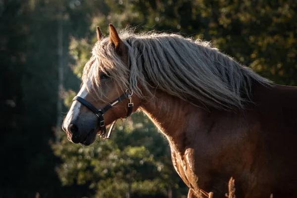 Polish Chestnut Cold Blooded Draft Horse Running Forward Animal Portrait — Stock Photo, Image