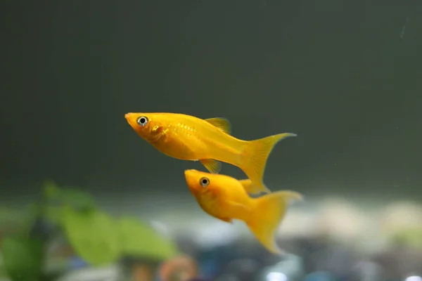 Gele Mollies Het Aquarium Gele Mollies Vissen Aquarium Goudvissen Kleine — Stockfoto