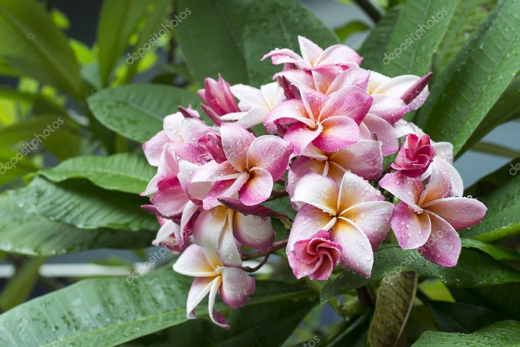 Pink Plumeria On The Plumeria Tree Frangipani Tropical Flowers Stock Photo By C Piikcoro1 123675080