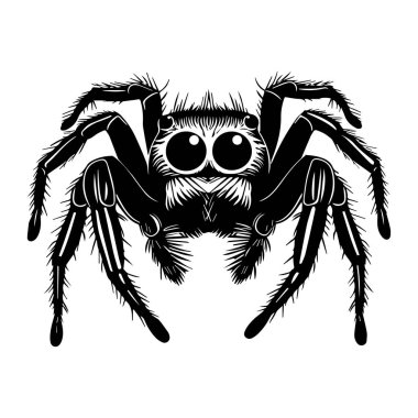 Detailed and Realistic Illustration of a Spider with Big Eyes and Textured Body in Black and White