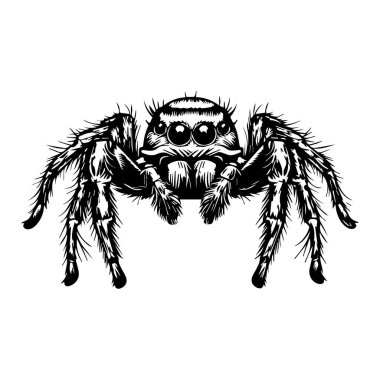 Black and White Illustration of a Realistic Spider with Detailed Features and Texture for Creative Projects and Educational Purposes