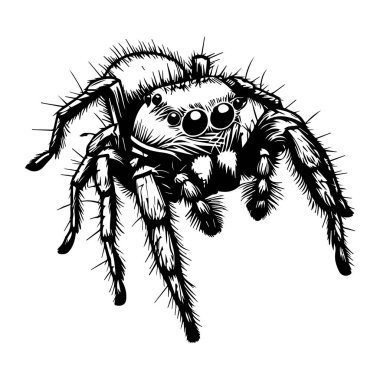 Detailed Black and White Illustration of Realistic Spider with Intricate Features and Textures Highlighted on White Background