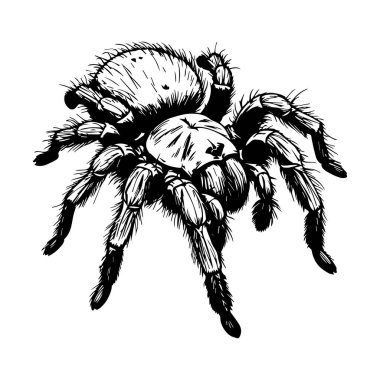Detailed Vintage Style Illustration of a Spider with Intricate Line Work and Realistic Texture in Black and White
