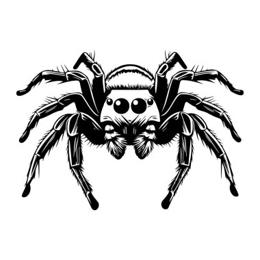 Detailed Illustration of a Jumping Spider with Distinct Features and Bold Lines for Artistic Uses
