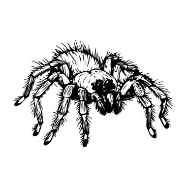 Intricate Black and White Illustration of a Detailed Spider with Realistic Features and Textures on a Clean Background