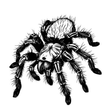 Black and White Hand-Drawn Illustration of a Detailed Spider with Emphasized Features and Textures