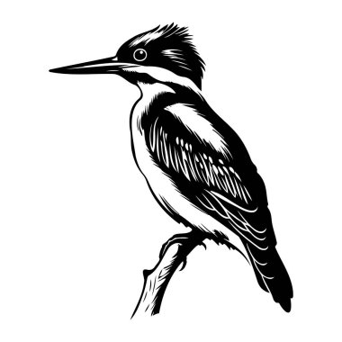 Detailed Illustration of a Kingfisher Bird Perched on a Branch in Black and White
