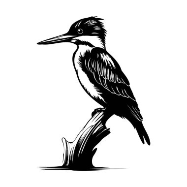 Detailed Black and White Illustration of a Kingfisher Sitting on a Branch with Intricate Feather Details and Elegant Posture