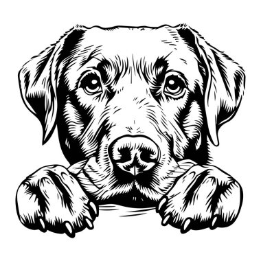 Detailed Illustration of a Dog with Big Eyes, Eager Expression, and Playful Attitude in Black and White Line Art Style