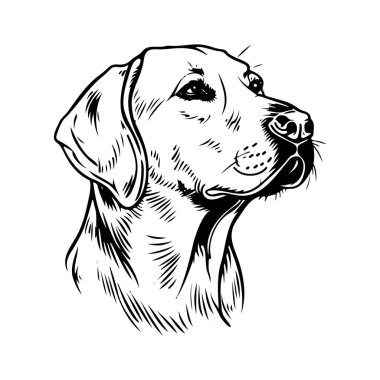 Detailed Black and White Illustration of a Labrador Retriever Dog in Profile View with Elegant Lines and Textures