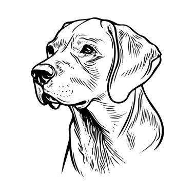 Detailed Black and White Hand-Drawn Illustration of a Labrador Retriever Dog Profile with Graceful Features and Expressive Eyes