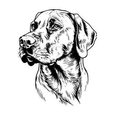 Detailed Line Art Drawing of a Elegant Dog Head with Expressive Features and Graceful Lines for Artistic Projects and Illustrations