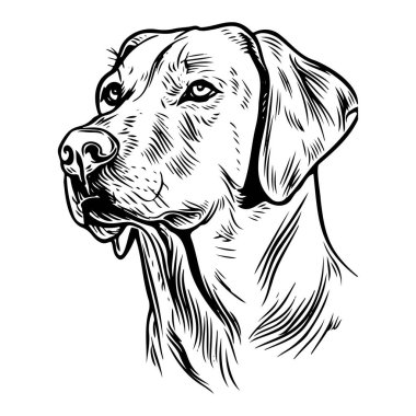 Detailed Black and White Sketch of a Dog's Head, Showcasing Facial Features and Expressions in a Classic Artistic Style