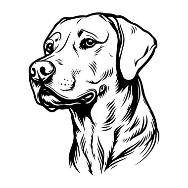 Black and White Illustration of a Noble Labrador Retriever Dog Portrait in a Realistic Style for Art and Design Projects