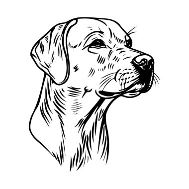 Detailed Illustration of a Lab Dog's Head in Black and White for Animal Lovers and Pet Enthusiasts