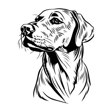 Detailed Line Art Illustration of a Dog Head Featuring a Labrador Retriever in Profile, Showcasing Expression and Canine Features