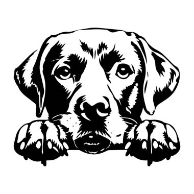 Detailed Black and White Illustration of a Labrador Retriever Dog with a Cute Expression and Paws Resting on a Surface