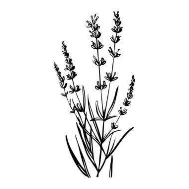 Elegant Black and White Illustration of Lavender Flower with Detailed Petals and Stems for Botanical Art and Decoration