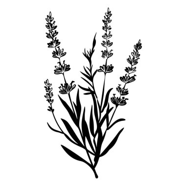 Elegant Black Silhouette of Lavender Plant Highlighting Floral Beauty and Natural Aesthetics for Creative Design and Art Projects