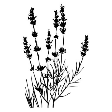 Silhouette of Elegant Lavender Flowers with Delicate Leaves and Stalks for Nature and Floral Design Elements