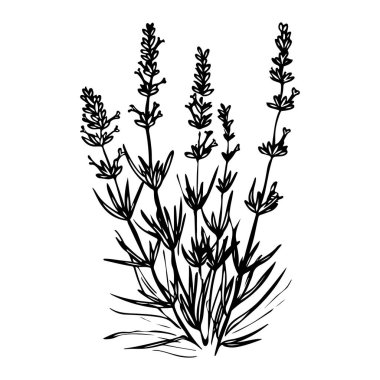 Black and White Illustration of Lavandula Plant Featuring Delicate Stems and Leaves, Nature-inspired Art for Floral Decorations and Designs