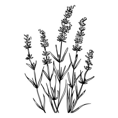 Elegant Hand-Drawn Black and White Lavender Plant Illustration with Delicate Details and Organic Aesthetic for Natural Designs and Artworks