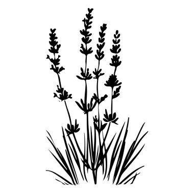 Elegant Silhouette of Lavender Flowers with Delicate Stems and Leaves Ideal for Nature-Inspired Designs and Decorative Elements