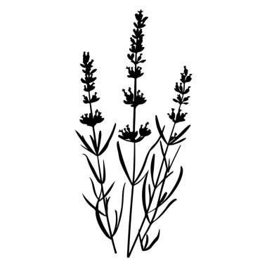 Elegant Silhouette of Lavender Stems with Leaves in a Minimalist Style Perfect for Nature and Botanical Art Themes