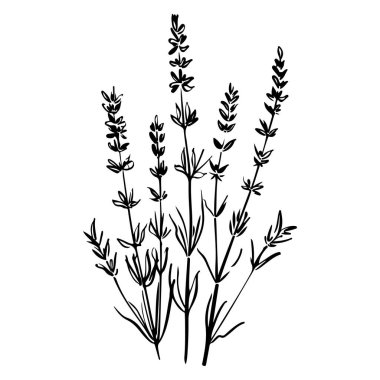 Elegant Black and White Illustration of Lavender Stems for Nature-Inspired Designs and Floral Decor
