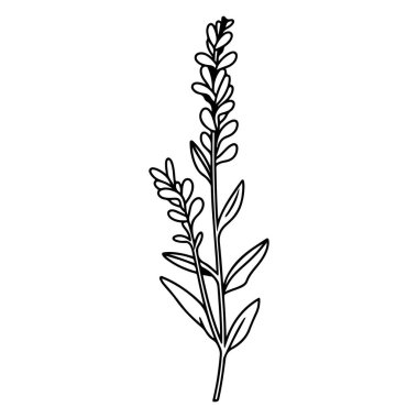 Elegant Line Art Illustration of a Mayflower Plant with Graceful Stems and Foliage, Ideal for Minimalist Design and Nature Themes