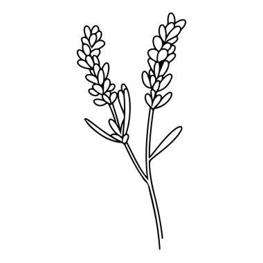 Hand-drawn illustration of lavender plant with delicate flowers and leaves on white background, perfect for nature-themed design and decoration