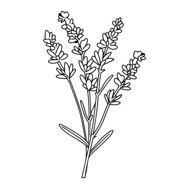 Elegant Outline of Lavender Plant Showing Delicate Blooms and Leaves Ideal for Art and Design Projects