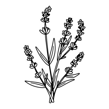 Hand-drawn Lavender Plant Illustration in Black and White for Botanical Art Projects and Natural Living Aesthetic