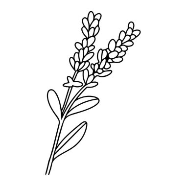 Elegant Outline of Lavender Plant Showing Stems and Leaves with Detailed Floral Elements for Illustrative Purposes