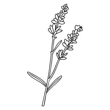 Delicate Line Art of a Lavender Plant with Flowers and Leaves for Floral and Botanical Representation
