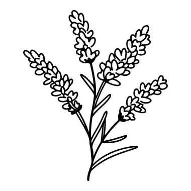 Delicate Hand-Drawn Illustration of Lavender Plant with Elegant Floral Features and Simple Outline on White Background