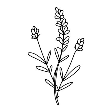 Delicate Line Art Illustration of Lavender Plant Featuring Blossoms and Leaves for Creative Design Projects and Nature-Themed Artwork