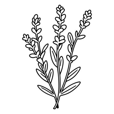 Elegant Outline of Lavender Plant with Delicate Blossoms and Green Leaves for Floral Illustrations and Natural Themes