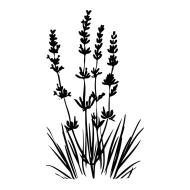 Elegant silhouette of lavender flowers with detailed stems and leaves, showcasing beauty and nature in a minimalist design aesthetic