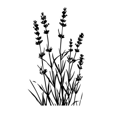 Elegant Silhouette of Lavender Stems with Delicate Blossoms on a White Background for Floral and Nature-Themed Designs