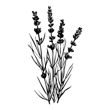 Elegant Outline of Lavender Plant with Delicate Stems and Flowers Capturing the Essence of Nature in Minimalist Black Silhouette Design