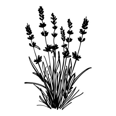 Elegant Silhouette of Lavender Plant with Graceful Stems and Blossoms, Perfect for Botanical Illustrations and Nature-Inspired Designs