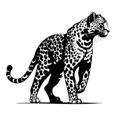 Elegant Black and White Illustration of a Leopard in Full Motion Capturing Strength and Grace of This Majestic Wild Animal
