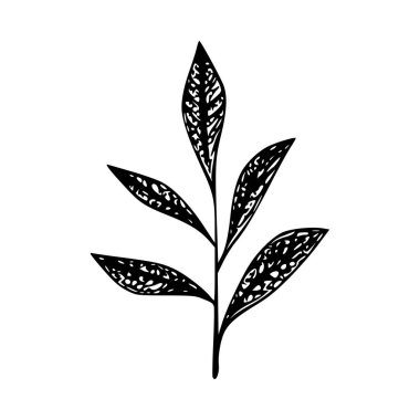 Decorative Black Leaf Silhouette with Intricate Patterns Ideal for Nature and Botanic Illustrations and Designs