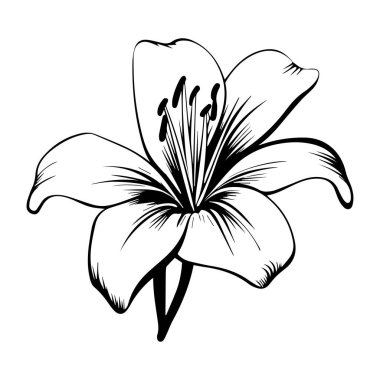 Detailed Black and White Line Art of a Tropical Lily Blossom with Elegant Petals and Intricate Stamen Features