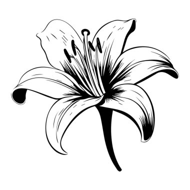 Detailed Hand-Drawn Illustration of a Lily Flower in Black and White with Artistic Lines and Curves for Nature-themed Projects