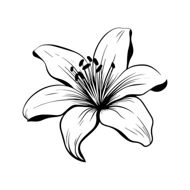 Elegant Black and White Lily Flower Illustration with Detailed Petals and Stamen, Perfect for Floral Designs and Artistic Creations